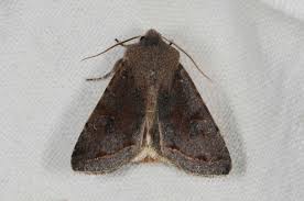 Attēlu rezultāti vaicājumam “Orthosia incerta”