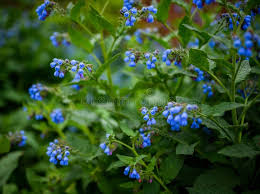 Attēlu rezultāti vaicājumam “Symphytum asperum flower”