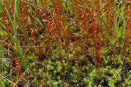 Attēlu rezultāti vaicājumam “Meesia triquetra”