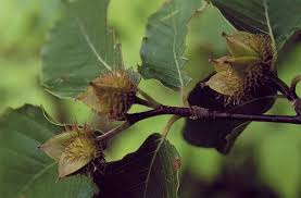 Attēlu rezultāti vaicājumam “Fagus sylvatica fo. laciniata bud”