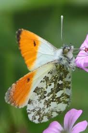 Attēlu rezultāti vaicājumam “Anthocharis cardamines”