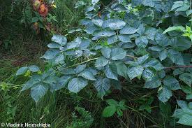 Attēlu rezultāti vaicājumam “Rubus nessensis”