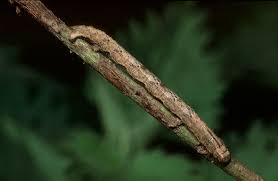 Attēlu rezultāti vaicājumam “Idaea sylvestraria”