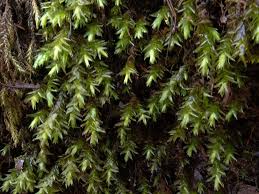 Attēlu rezultāti vaicājumam “Platyhypnidium riparioides”