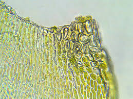 Attēlu rezultāti vaicājumam “Hypnum jutlandicum”