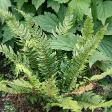 Attēlu rezultāti vaicājumam “Polystichum aculeatum”