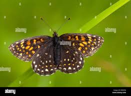 Attēlu rezultāti vaicājumam “Melitaea diamina”