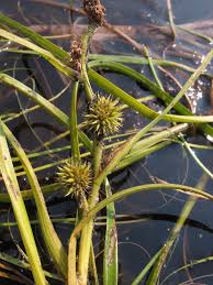 Attēlu rezultāti vaicājumam “Sparganium erectum aggr. leaf”