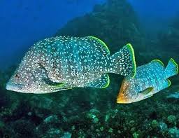 Image result for Dermatolepis inermis