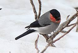 Attēlu rezultāti vaicājumam “Pyrrhula pyrrhula male”