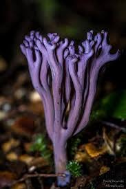 Attēlu rezultāti vaicājumam “Clavaria zollingeri”