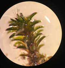 Attēlu rezultāti vaicājumam “Heterotrichia oerstedii (syn. Arcyria oerstedii) stalked”