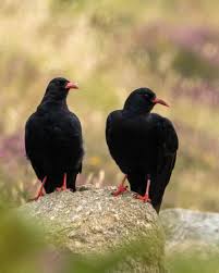 Image result for Pyrrhocorax pyrrhocorax