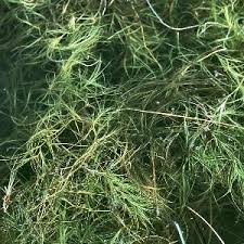 Attēlu rezultāti vaicājumam “Juncus bulbosus”