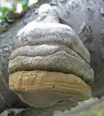 Attēlu rezultāti vaicājumam “Fomes fomentarius”