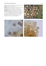 Attēlu rezultāti vaicājumam “Perichaena depressa spores”