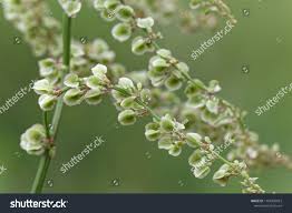 Attēlu rezultāti vaicājumam “Rumex acetosa fruit”