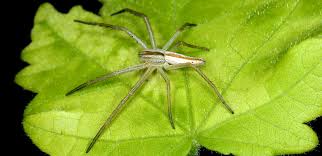 Attēlu rezultāti vaicājumam “Philodromidae”