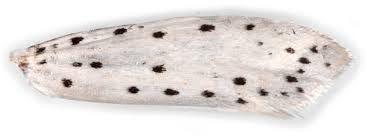 Attēlu rezultāti vaicājumam “Yponomeuta malinellus / cagnagella imago”