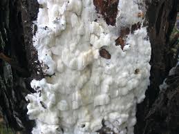 Attēlu rezultāti vaicājumam “Antrodia gossypium”