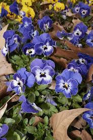 Image result for Viola wittrockiana