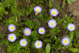 Image result for Convolvulus tricolor