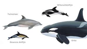 Afbeeldingsresultaat voor dolfijnen