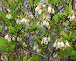 Attēlu rezultāti vaicājumam “Chamaedaphne calyculata”