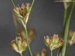 Attēlu rezultāti vaicājumam “Juncus bulbosus leaf”