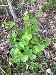 Attēlu rezultāti vaicājumam “Alliaria petiolata leaf”