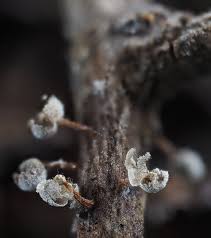 Attēlu rezultāti vaicājumam “Didymium proximum macro”