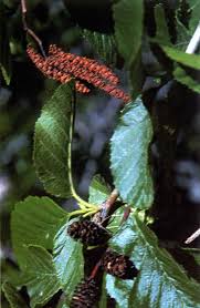 Attēlu rezultāti vaicājumam “Alnus incana fruit”