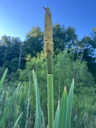 Attēlu rezultāti vaicājumam “Typha latifolia”