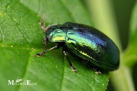 Attēlu rezultāti vaicājumam “Linaeidea aenea”