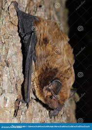 Attēlu rezultāti vaicājumam “Nyctalus leisleri”