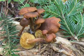 Attēlu rezultāti vaicājumam “Gymnopilus picreus”