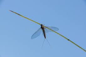 Attēlu rezultāti vaicājumam “Siphlonurus male”