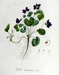 Image result for Viola odorata