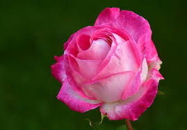 Image result for FOTO ROSA