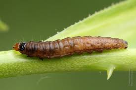 Attēlu rezultāti vaicājumam “Notocelia roborana”