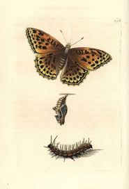 Attēlu rezultāti vaicājumam “Argynnis paphia”
