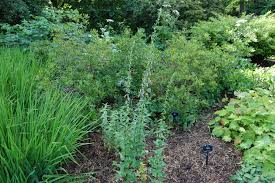 Attēlu rezultāti vaicājumam “Campanula trachelium bud”