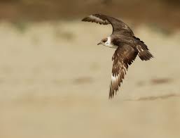 Attēlu rezultāti vaicājumam “Stercorarius parasiticus adult”