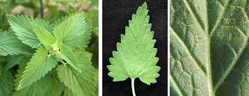 Image result for Nepeta cataria