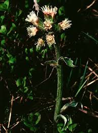 Attēlu rezultāti vaicājumam “Petasites spurius flower”