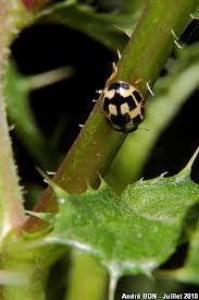 Attēlu rezultāti vaicājumam “Propylea quatuordecimpunctata”