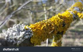 Attēlu rezultāti vaicājumam “Physcia tenella”