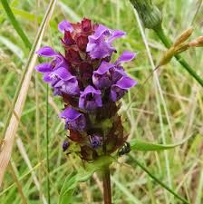 Attēlu rezultāti vaicājumam “Prunella vulgaris leaf”