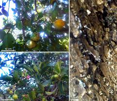 Attēlu rezultāti vaicājumam “Physarum notabile”