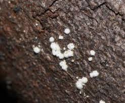 Attēlu rezultāti vaicājumam “Lasiosphaeria ovina”